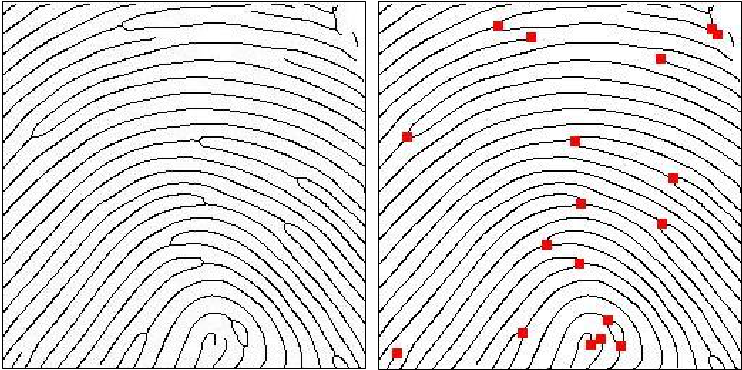 Minutiae detected on a skeletonized image